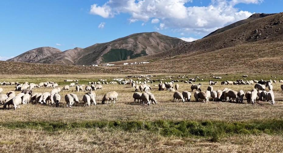 Tunceli’de Çoban Açığı ve Ekonomik Zorluklar Üzerine Gelişmeler