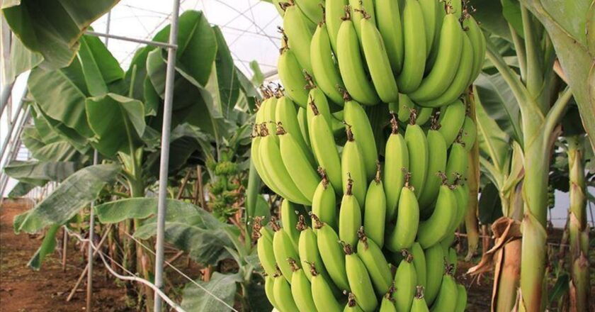 Kan şekerini düzenleyen muz diyetler için gereklidir! Kaç kalori muz? Normal boyutlu bir muzun besin değerleri nelerdir?