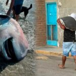 Sahilde nadir görülen köpek balığı türleri bulundu ve 3 dakikada filetosu çıkarıldı