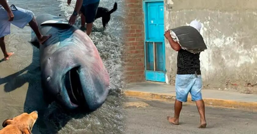 Sahilde nadir görülen köpek balığı türleri bulundu ve 3 dakikada filetosu çıkarıldı